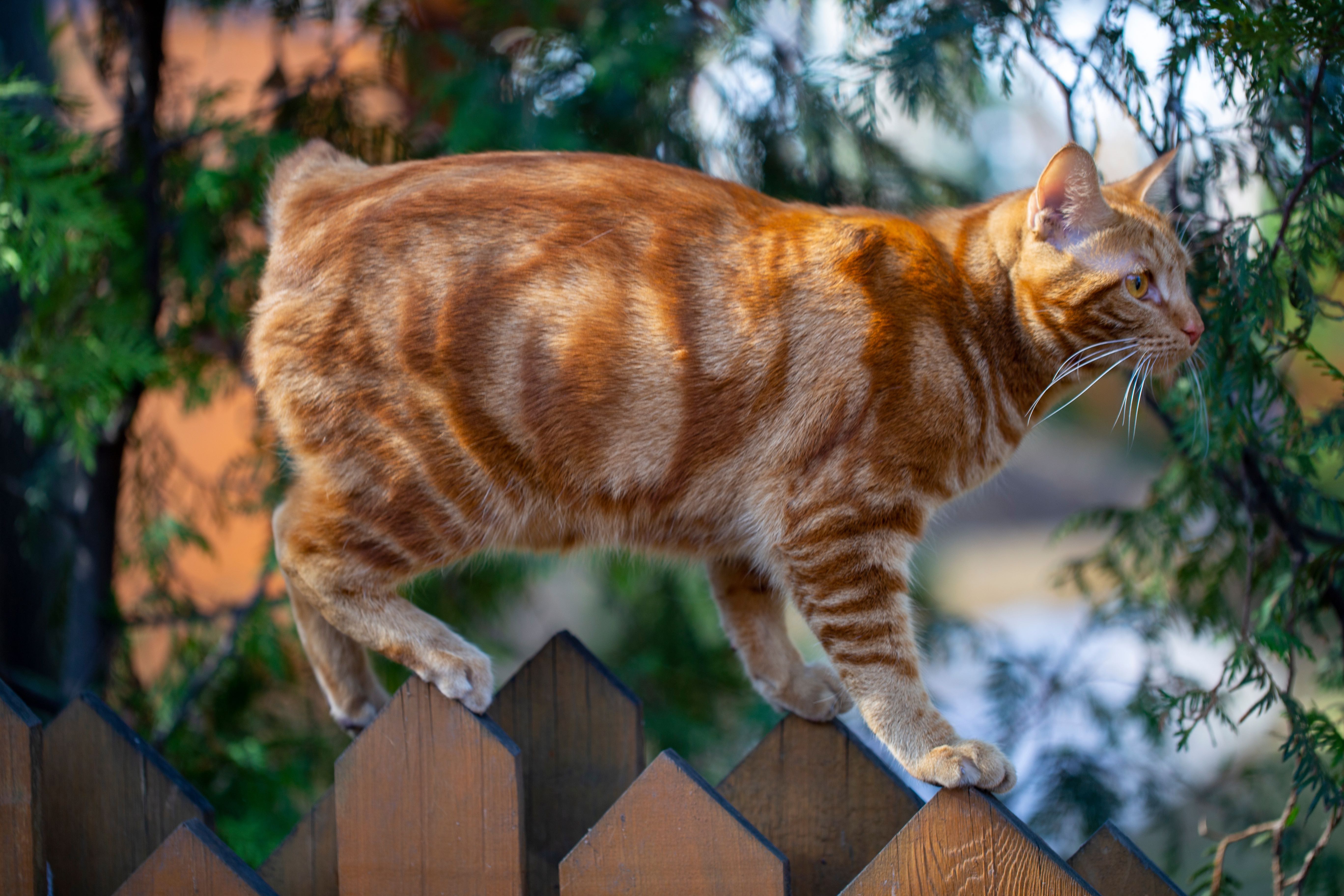 Types of rare store cats