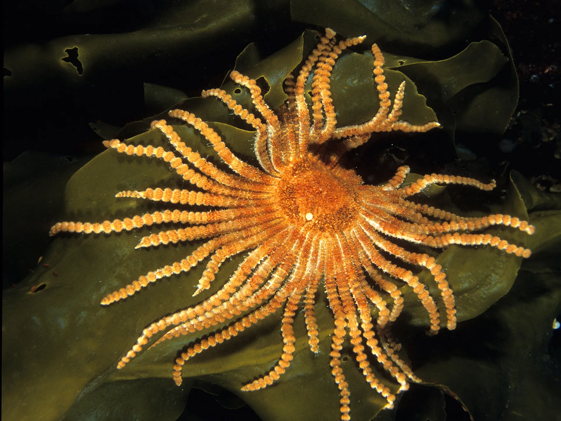 Antarctic Sun Starfish, Labidiaster annulatus