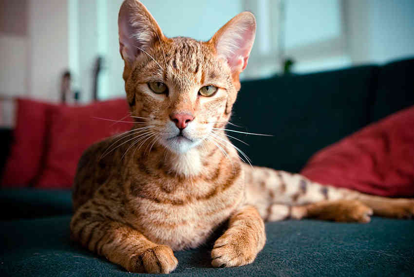 20 Rarest Cat Breeds in the World – Neater Pets