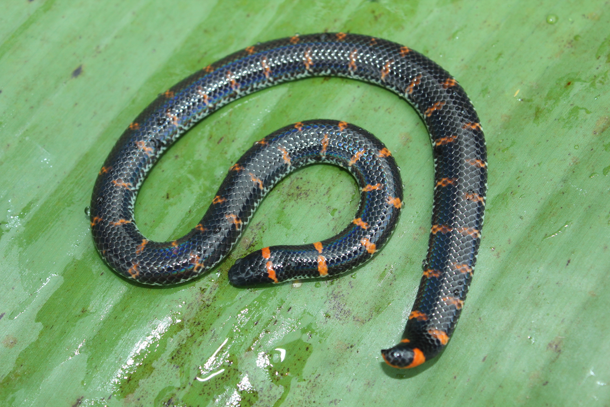 Asian Pipe Snake