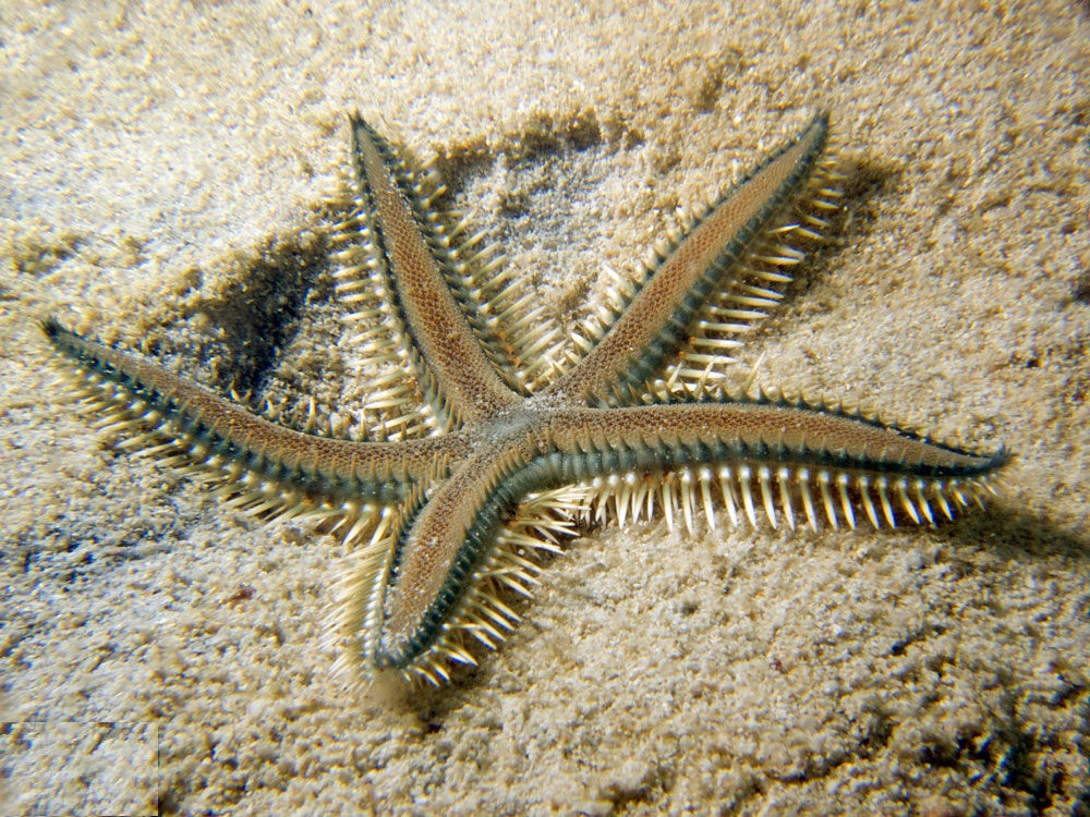 Astropecten polyacanthus, sand sifting starfish