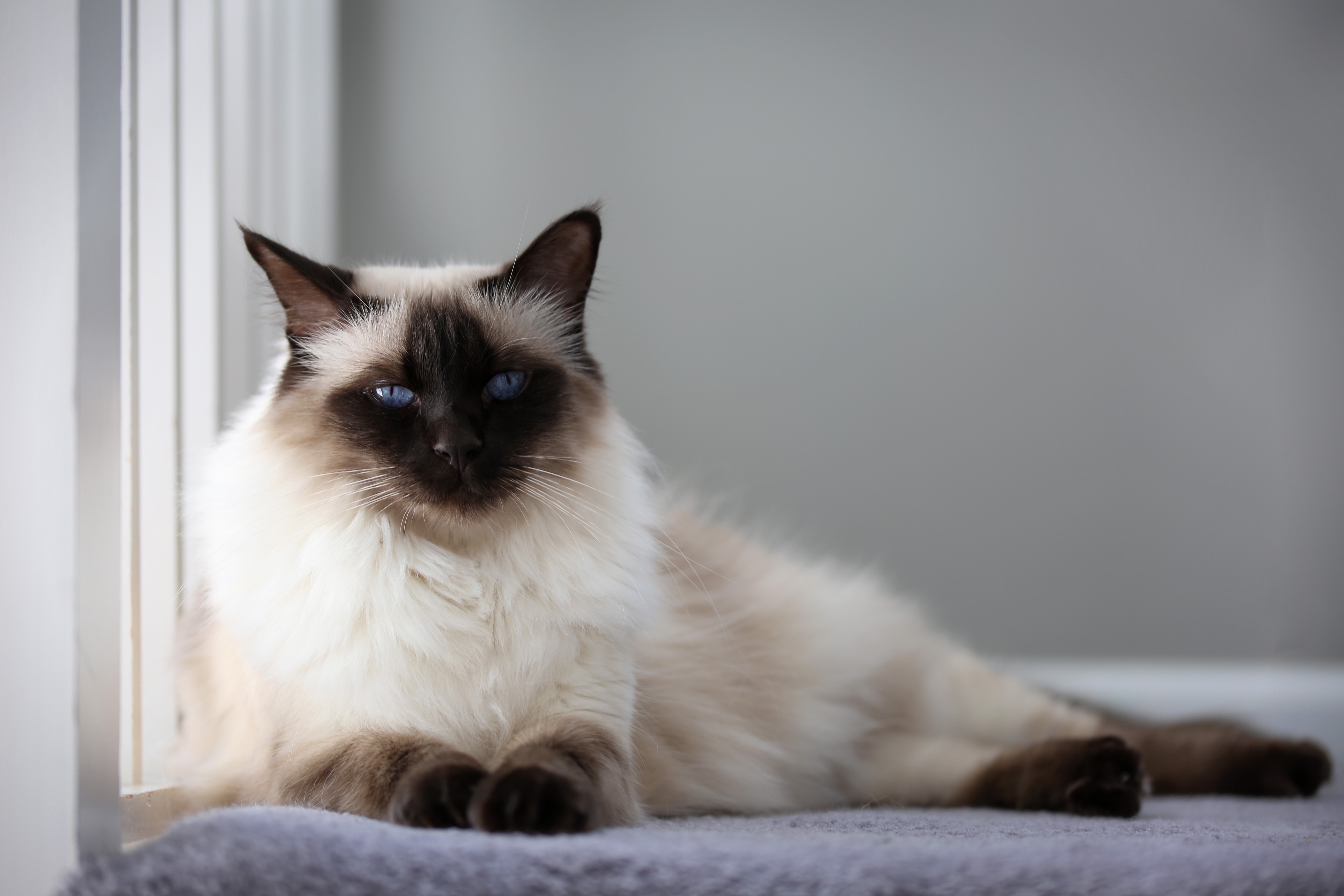 13 Rare Cat Breeds That Make Extra-Special Companions