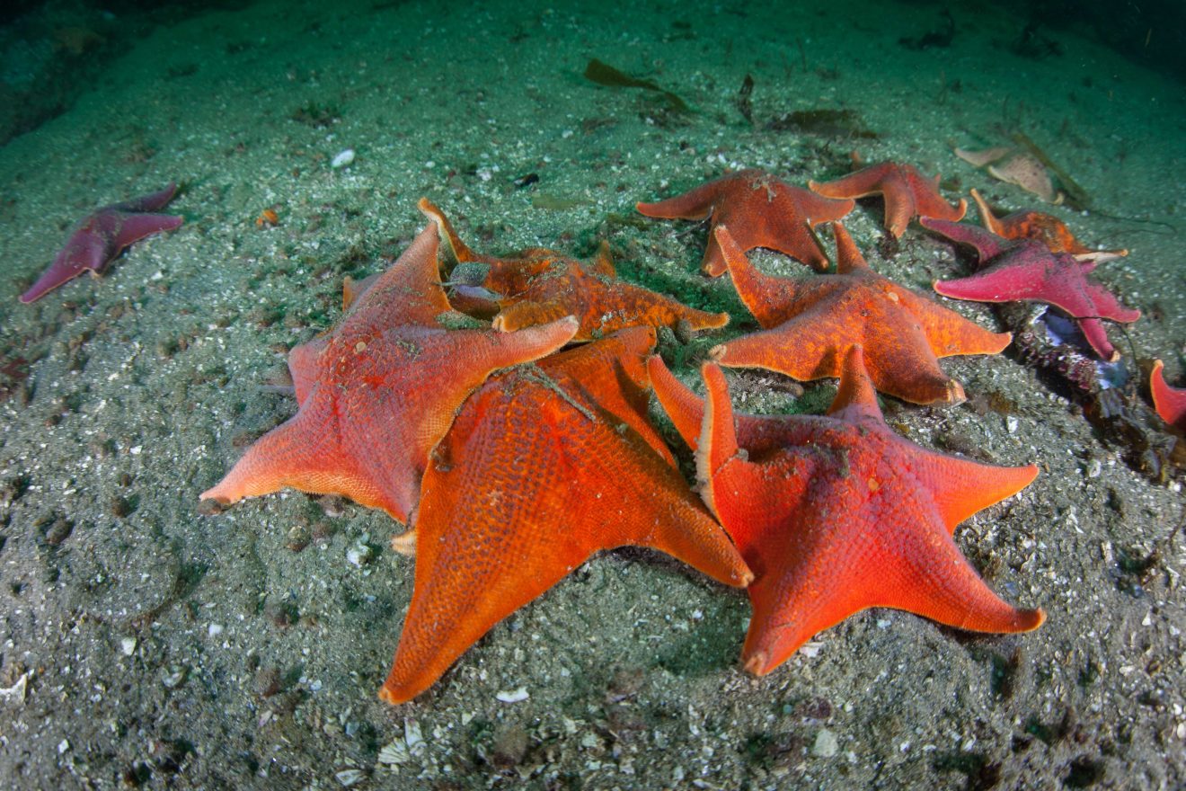 50 Types of Starfish With Pictures