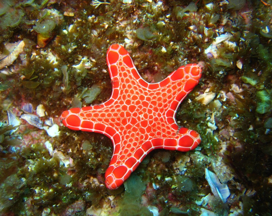 Pentagonaster duebeni, biscuit starfish