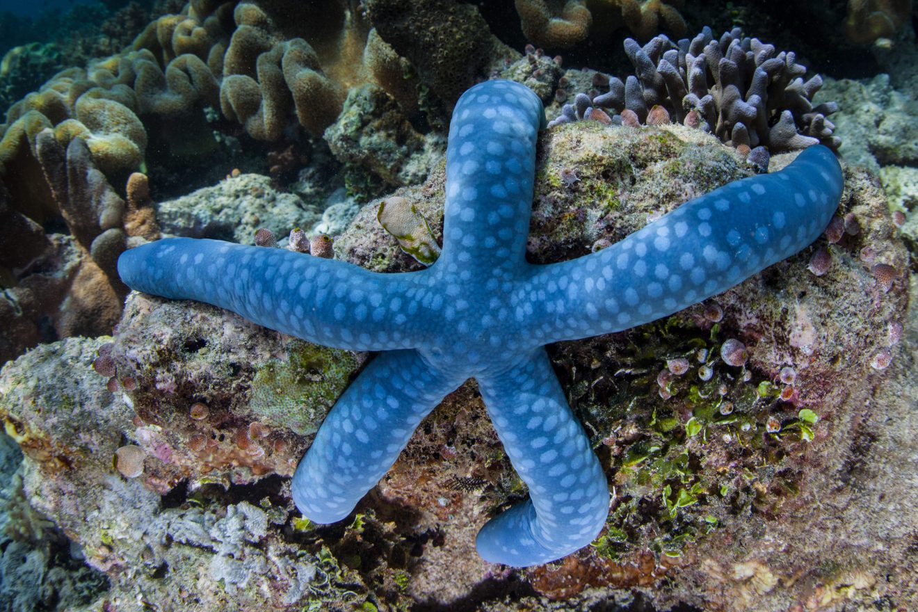 50 Types Of Starfish With Pictures