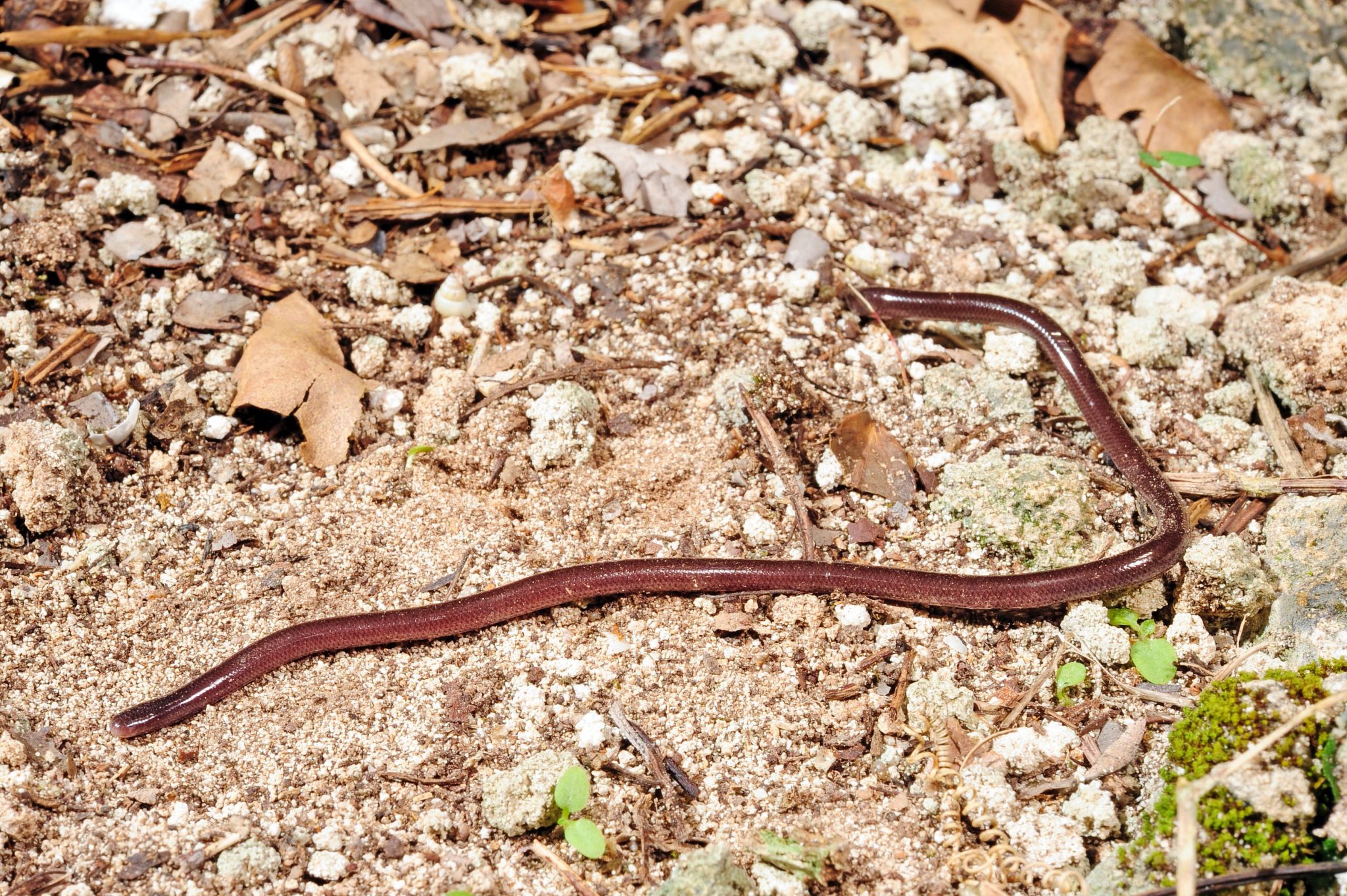 List of 65 Asian Animals Found in Asia - Facts.net