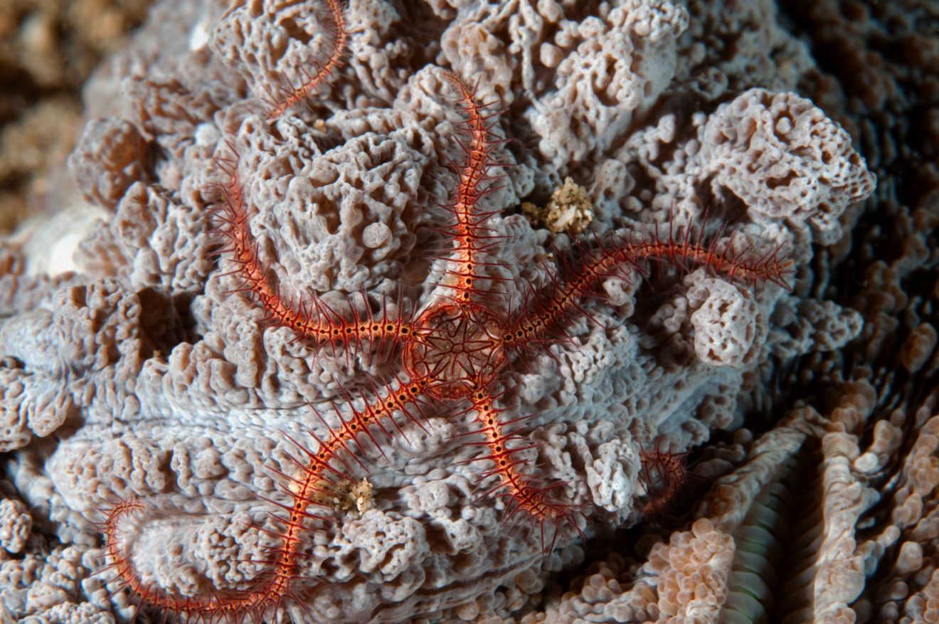 50 Types of Starfish With Pictures