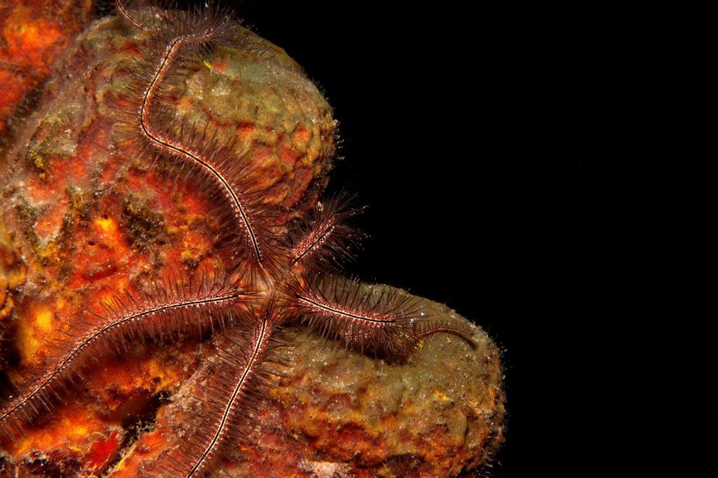 50 Types of Starfish With Pictures