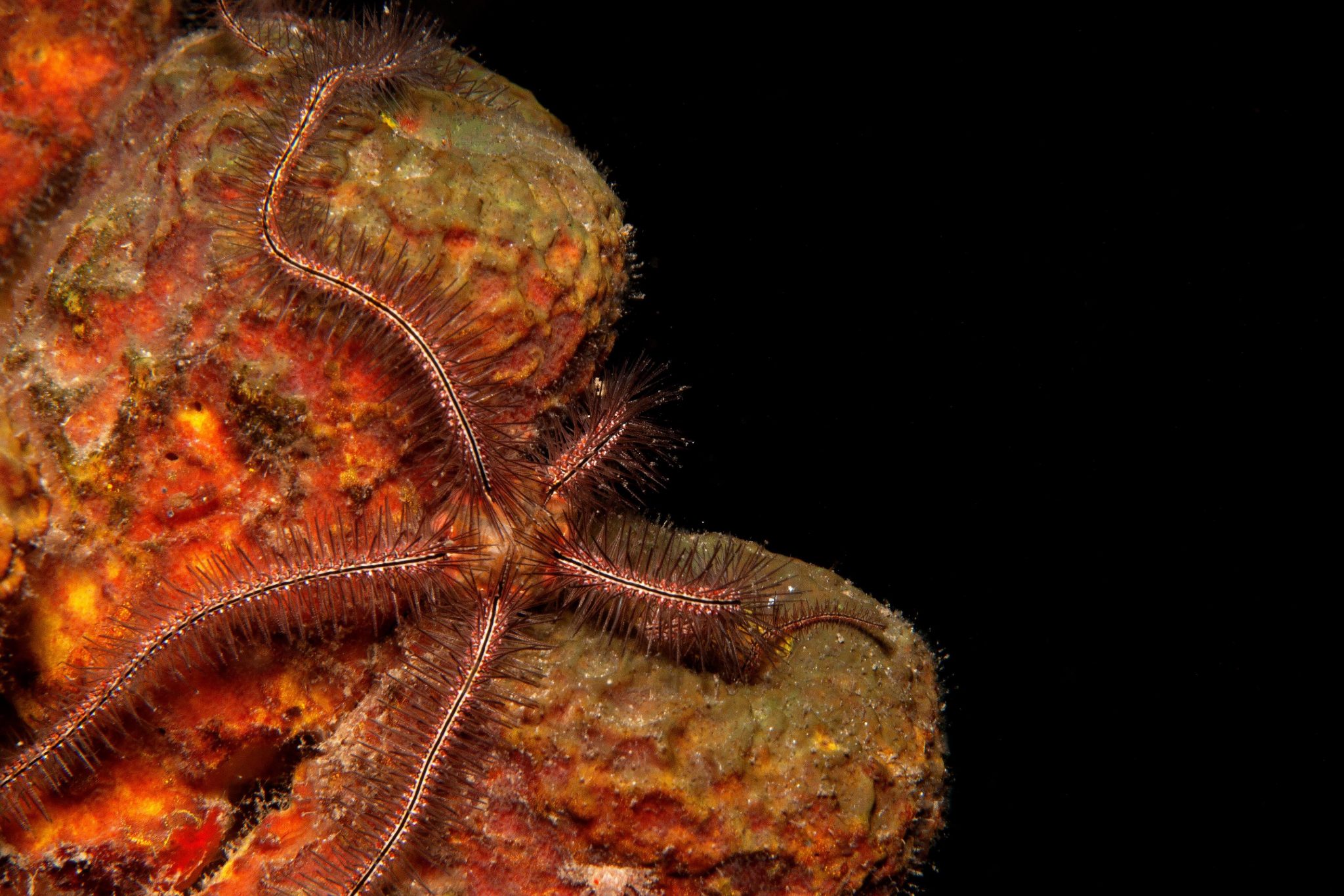 50 Types of Starfish With Pictures