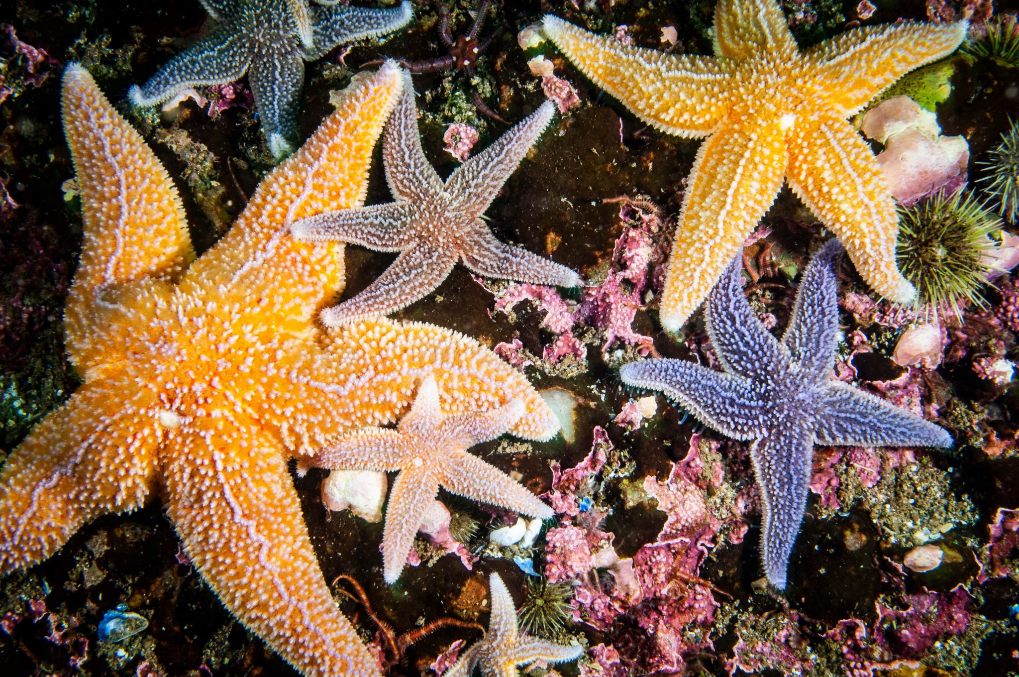 A unique pose of a starfish underwater