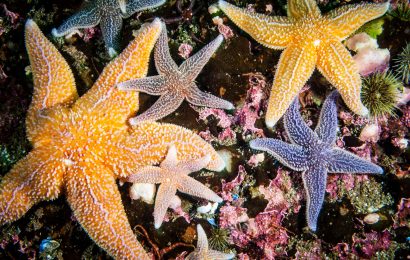 50 Types of Starfish With Pictures 