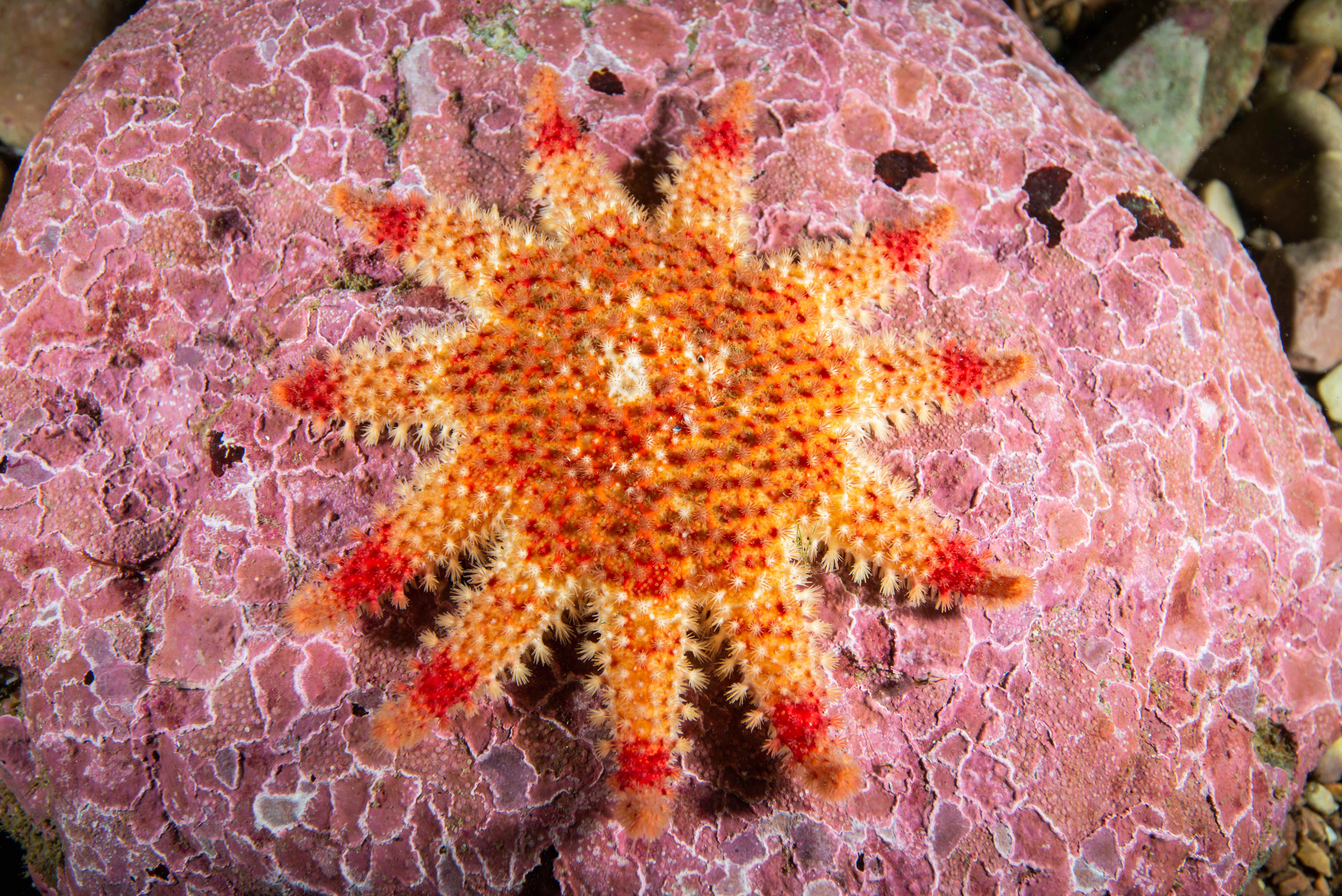Crossaster papposus, common sun star