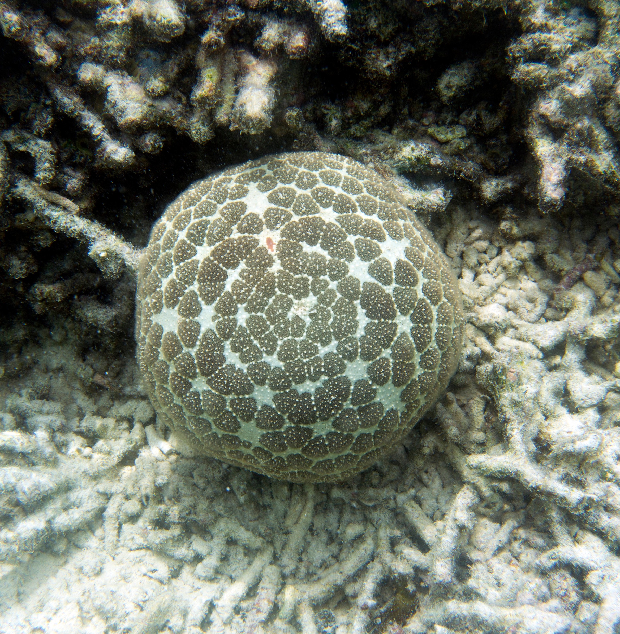 Culcita novaeguineae, Pincushion starfish