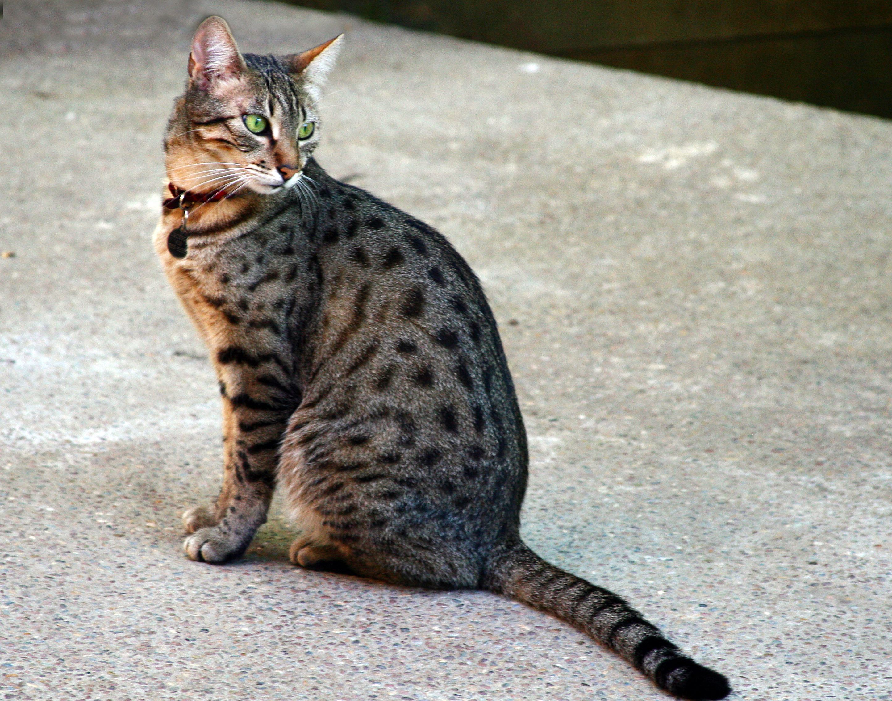 Rare Cat Breeds: Egyptian Mau
