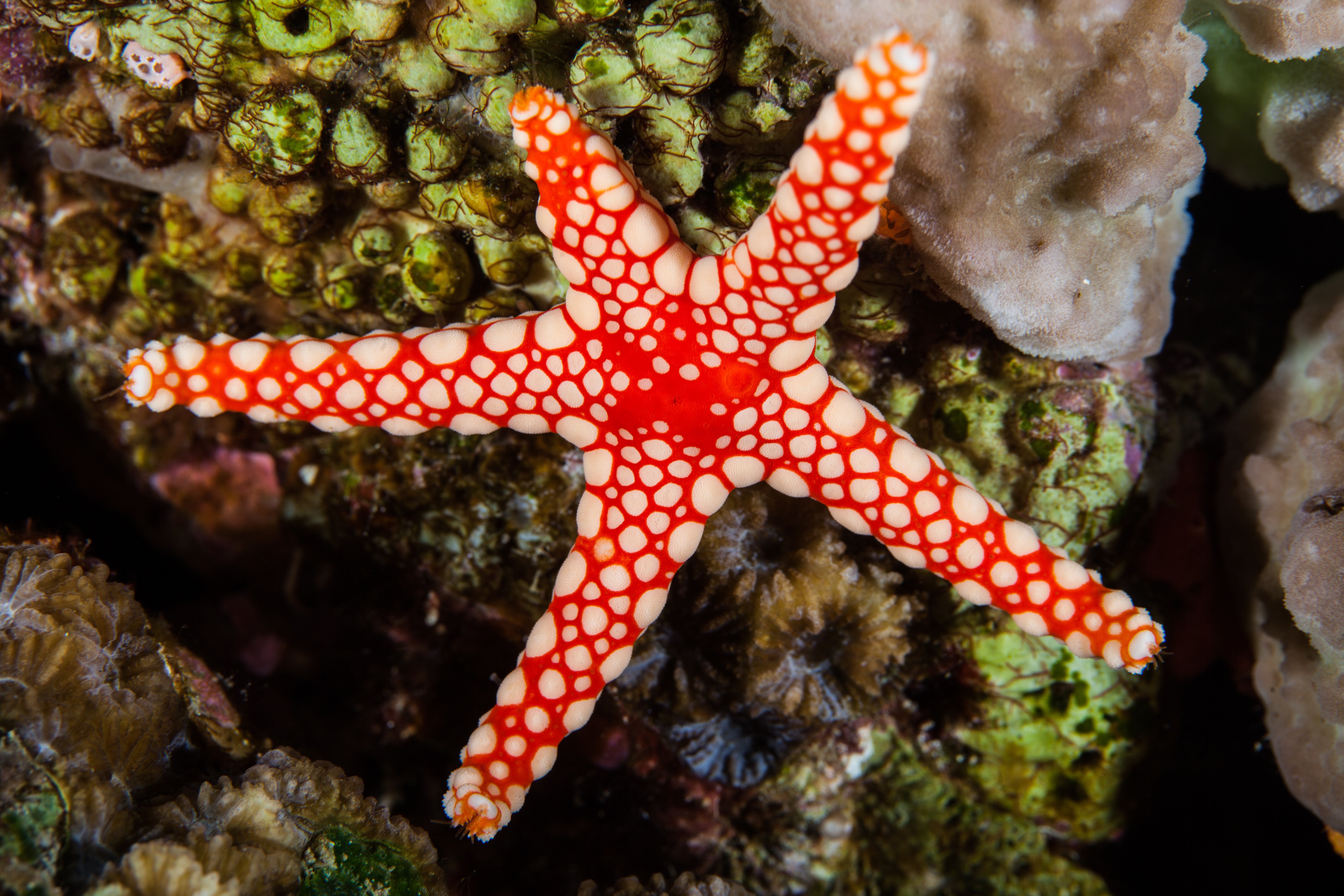 Fromia monilis, marble starfish