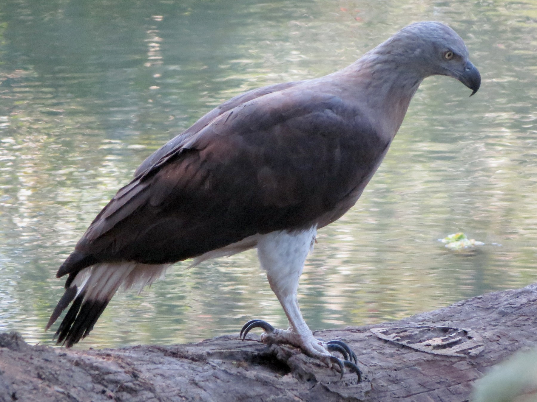 Gray-Headed Fish Eagle