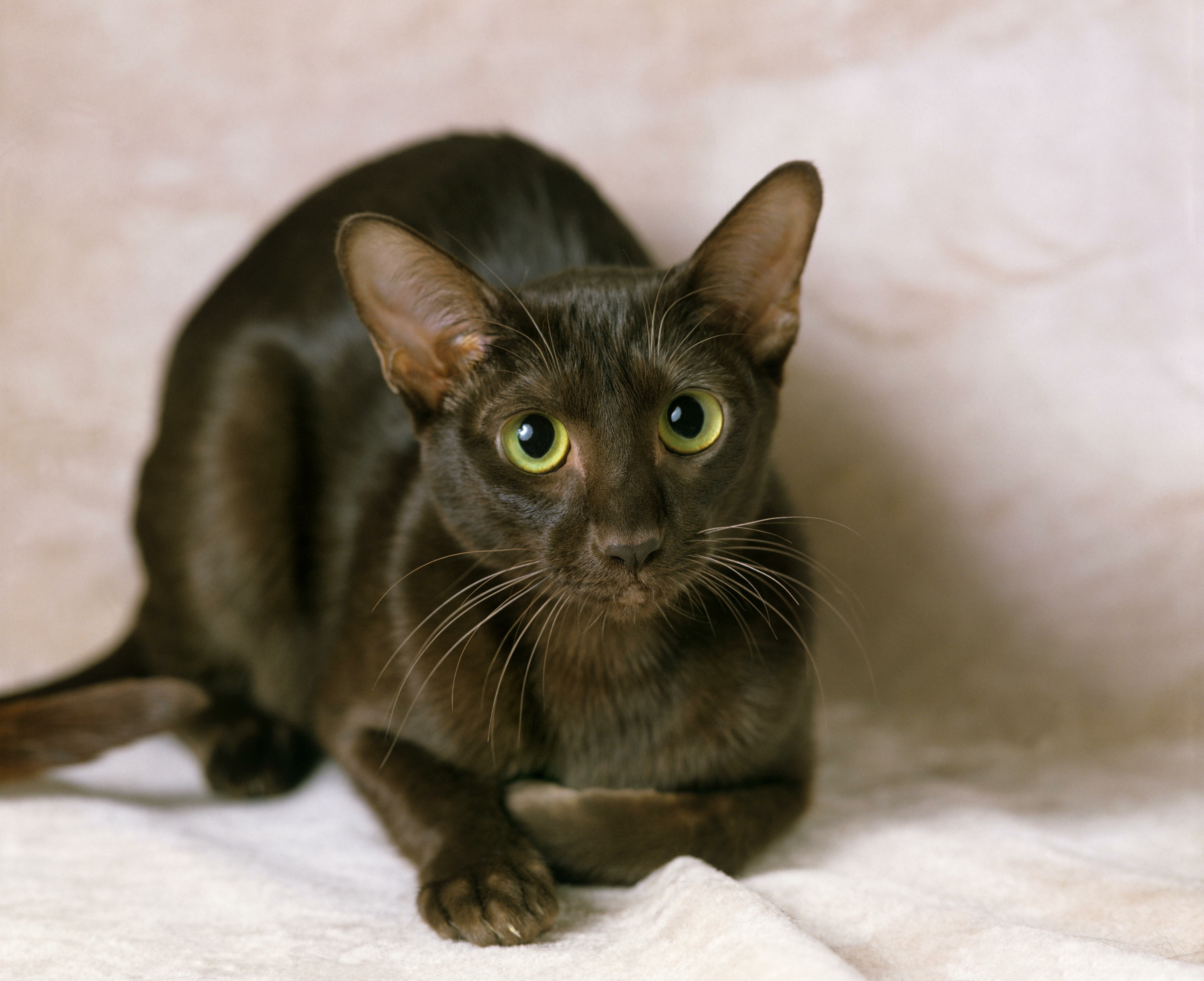 Unusual Cat Breeds with Folded or Curled Ears