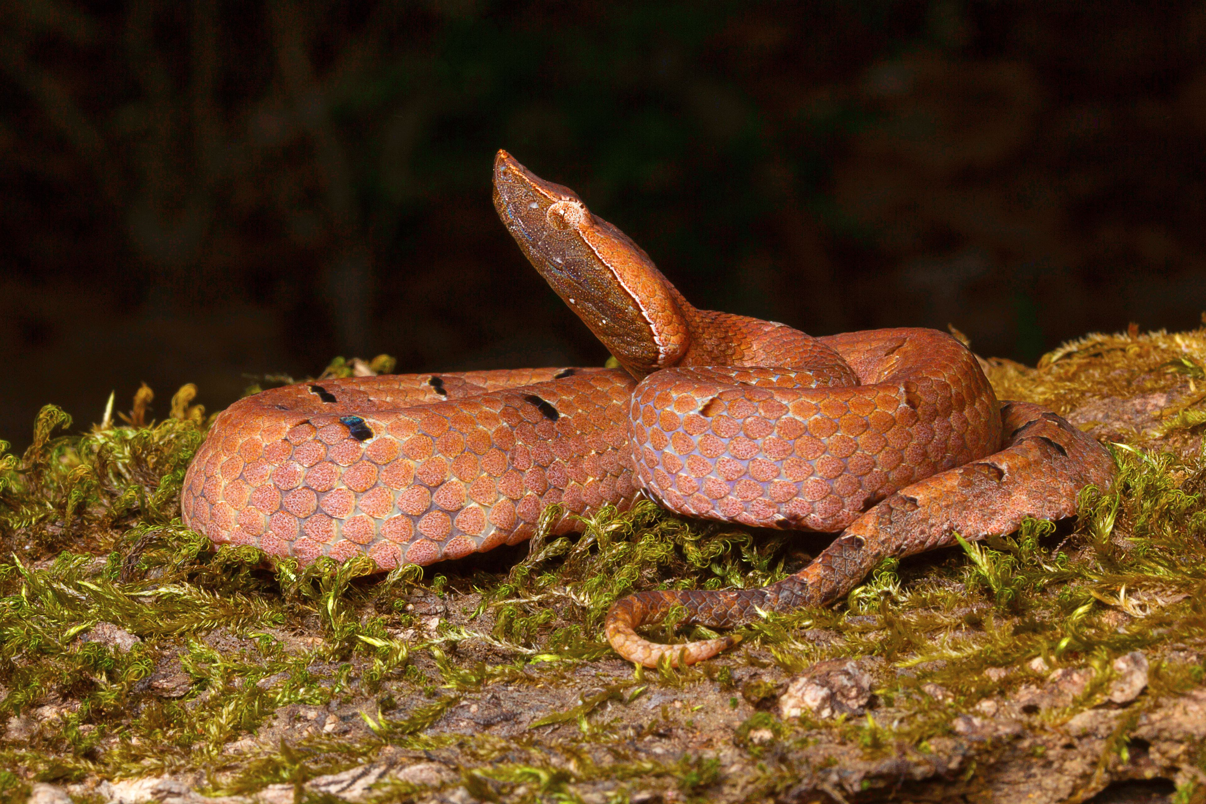 Hump-Nosed Pit Viper