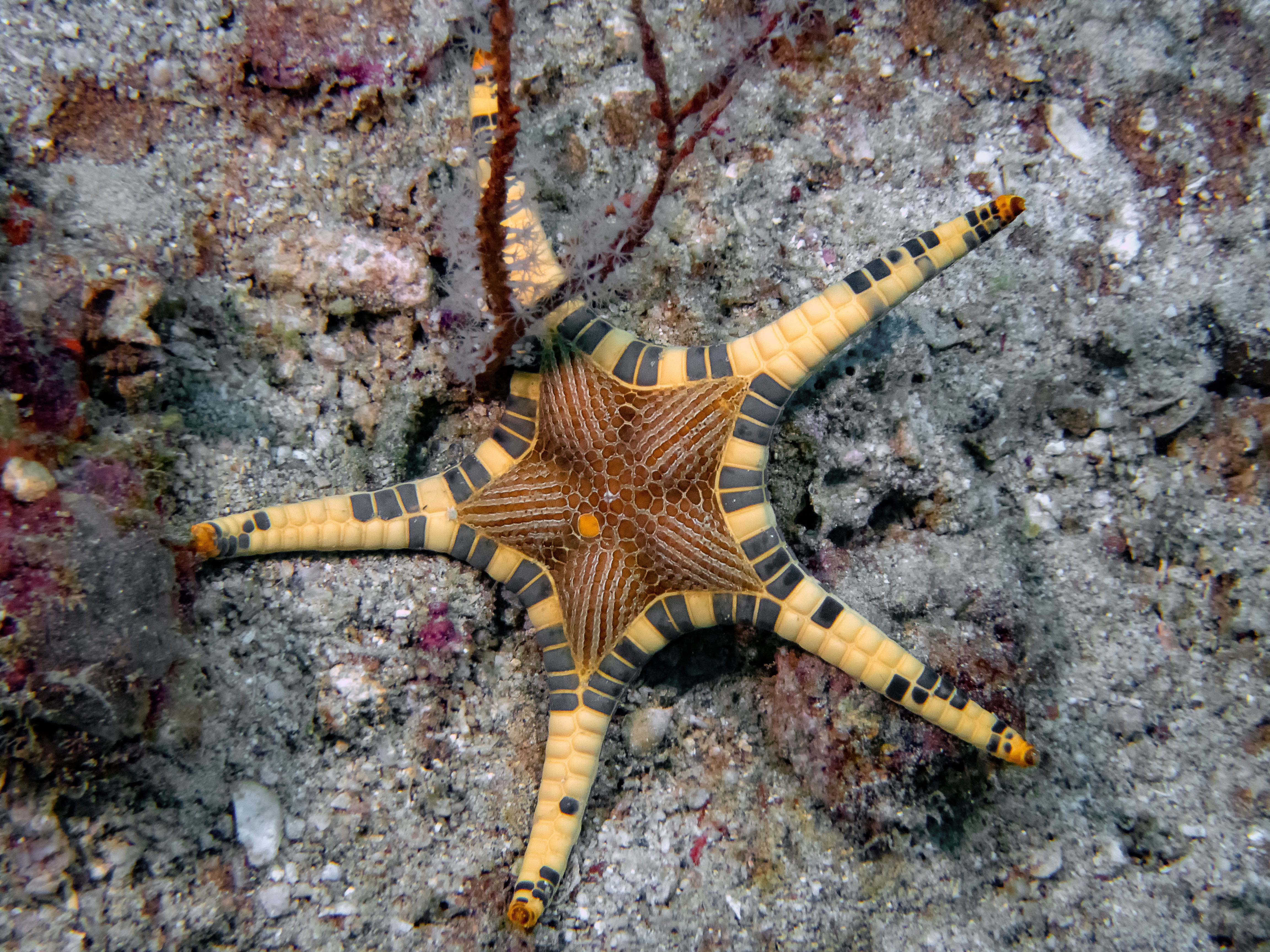 Iconaster longimanus, double star starfish