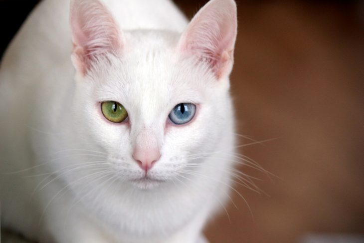 30 Rare Cat Breeds Around The World - Facts.net