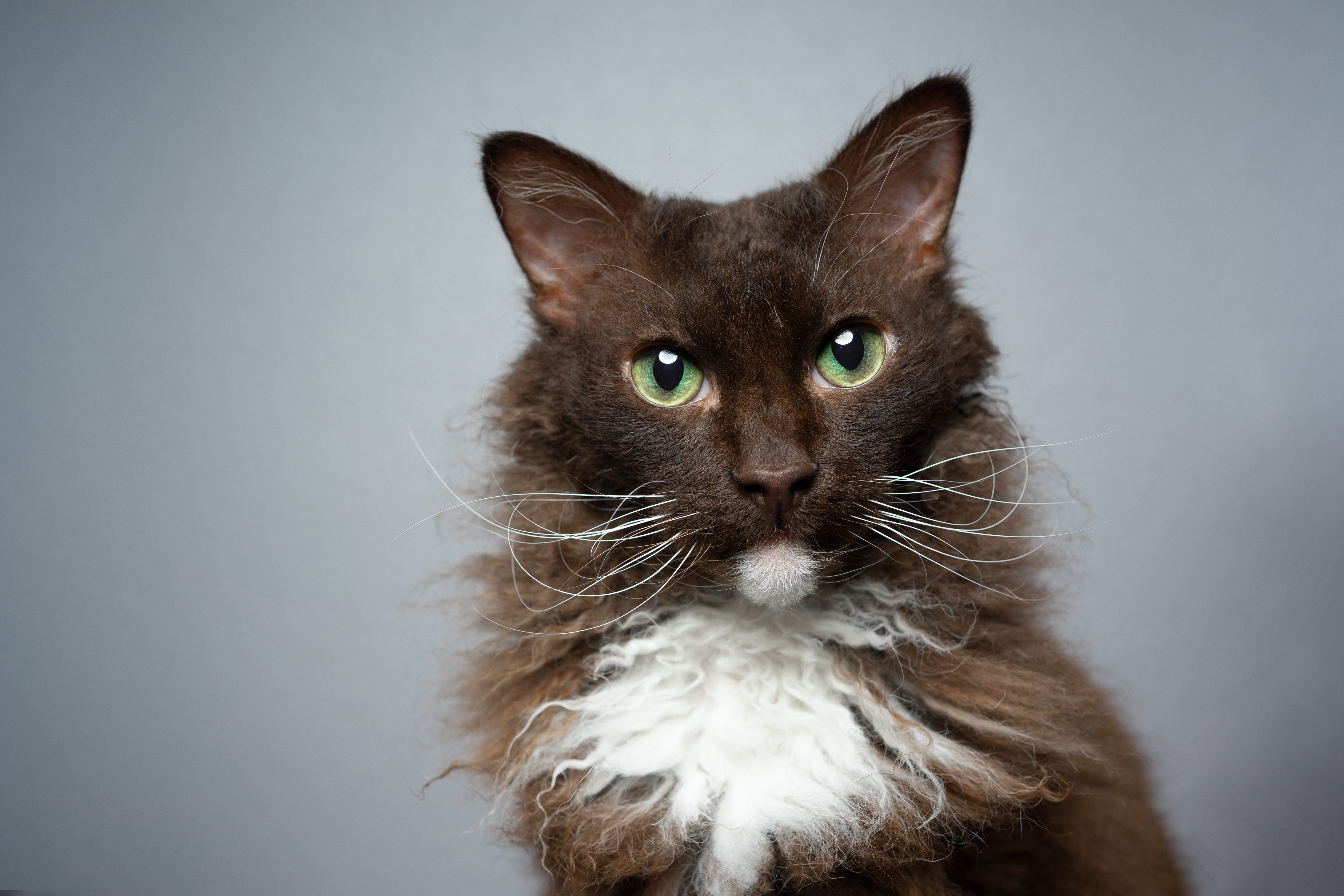 13 Rare Cat Breeds That Make Extra-Special Companions