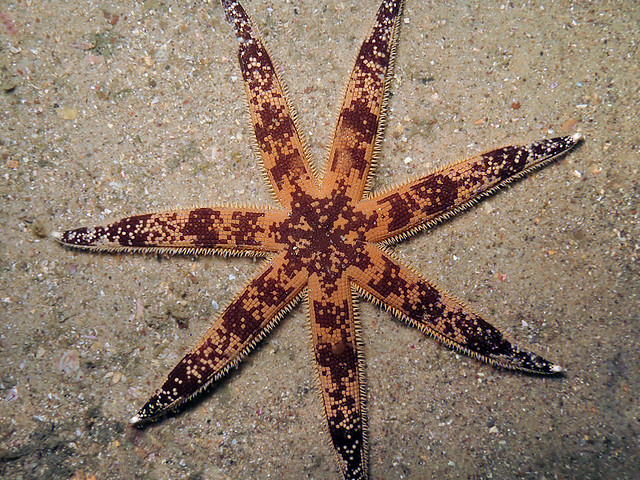Luidia australiae, Australian Southern Sand Star