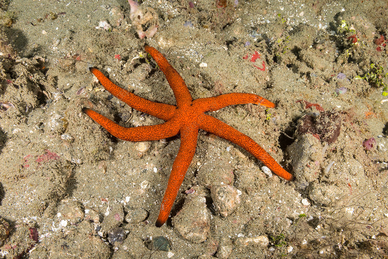 Luzon Starfish