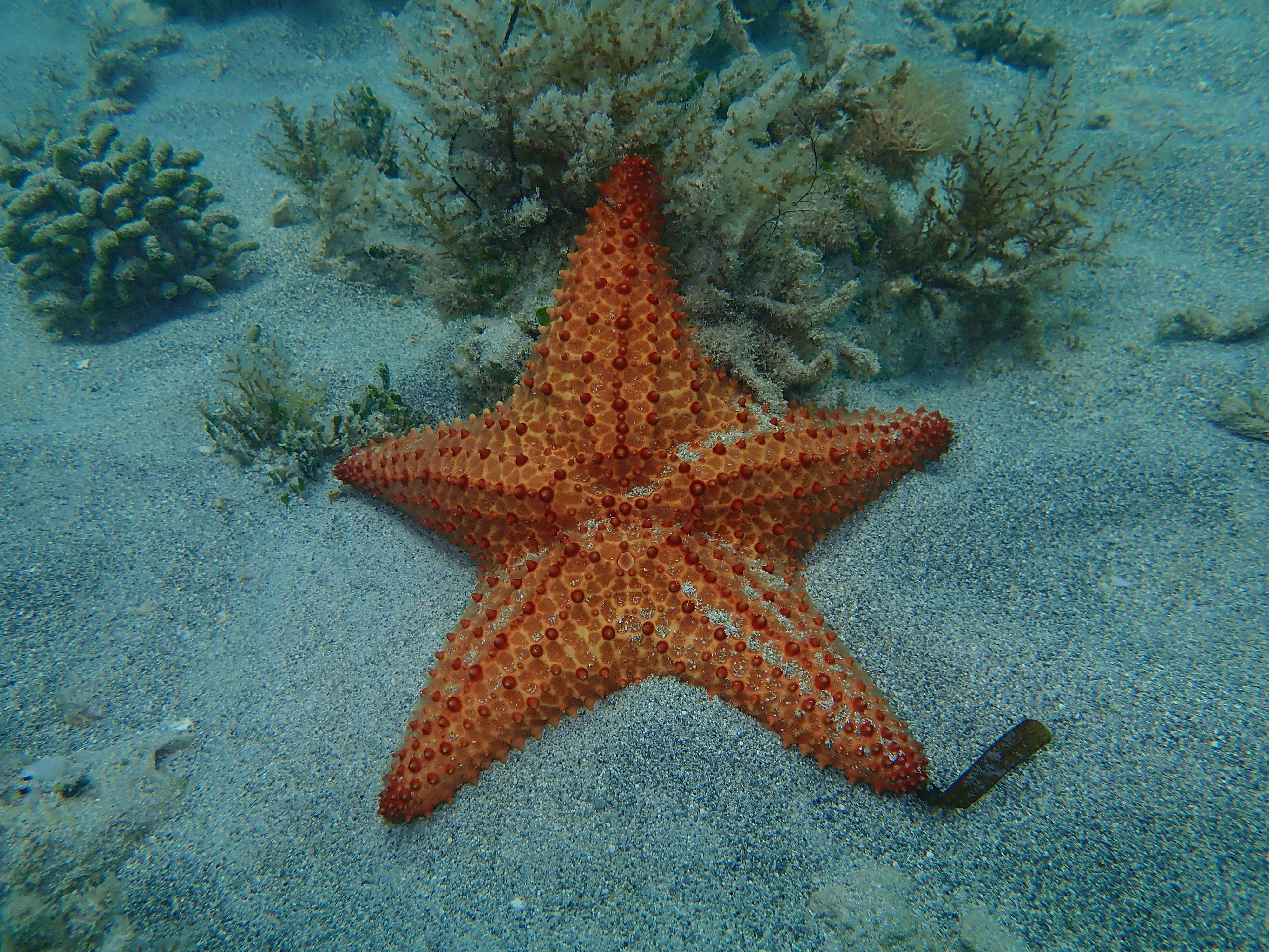 Red Cushion Sea Star, Oreaster reticulatus