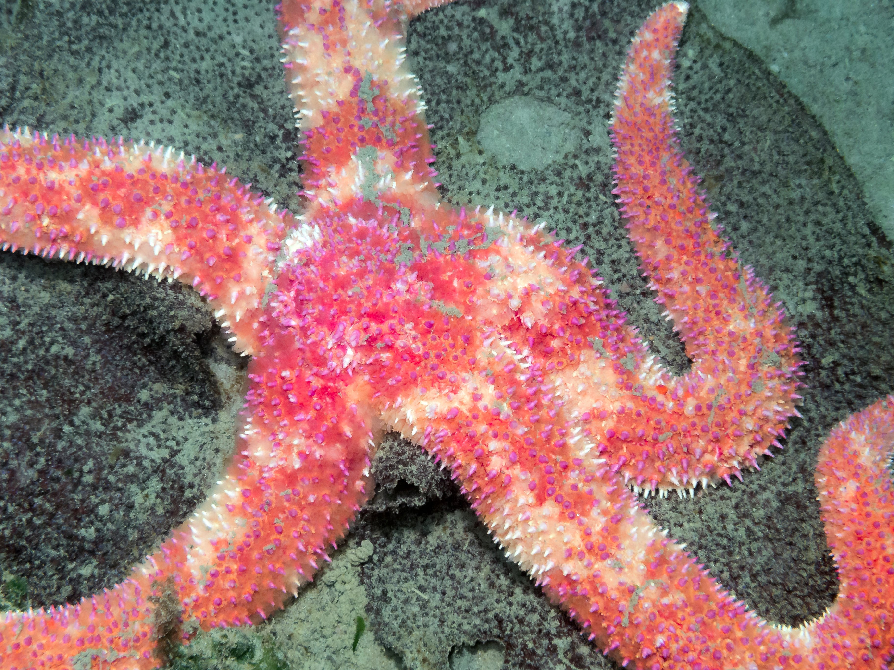 Orthasterias koehleri, rainbow sea star