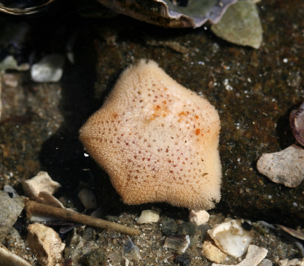 Patiriella parvivipara, Paddle-Spined Seastar