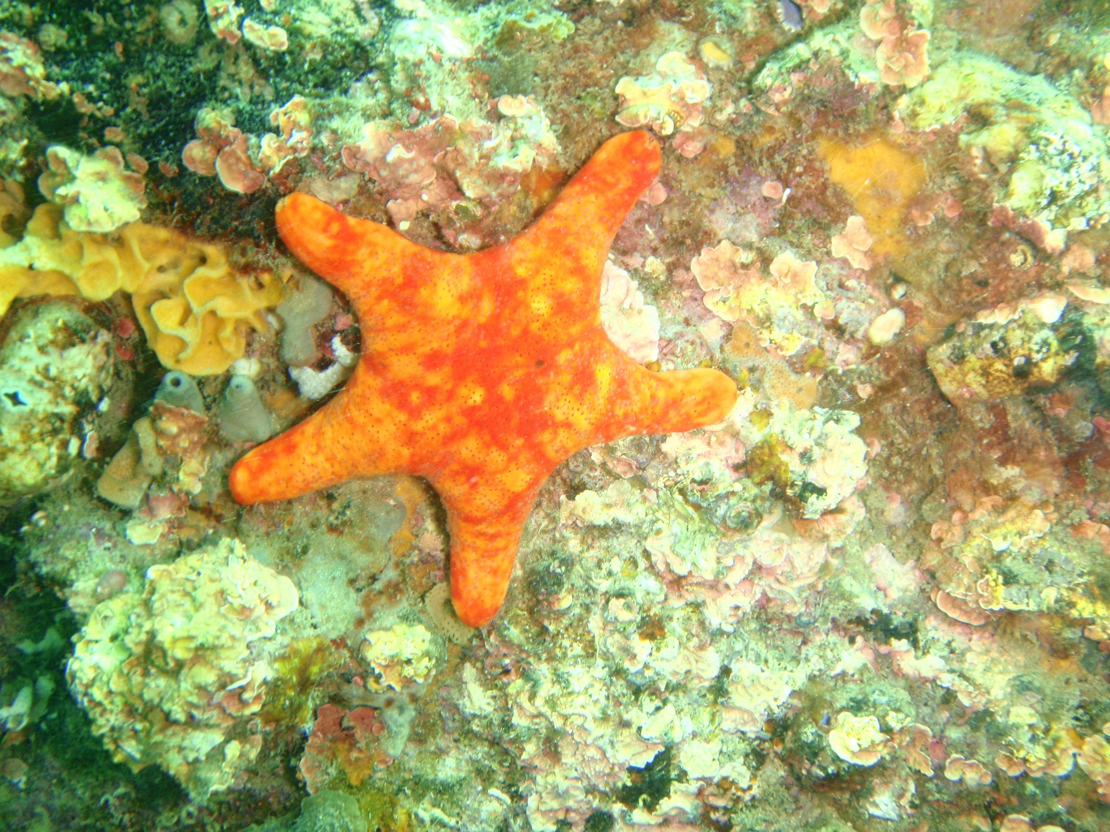 Petricia vernicina, velvet sea star