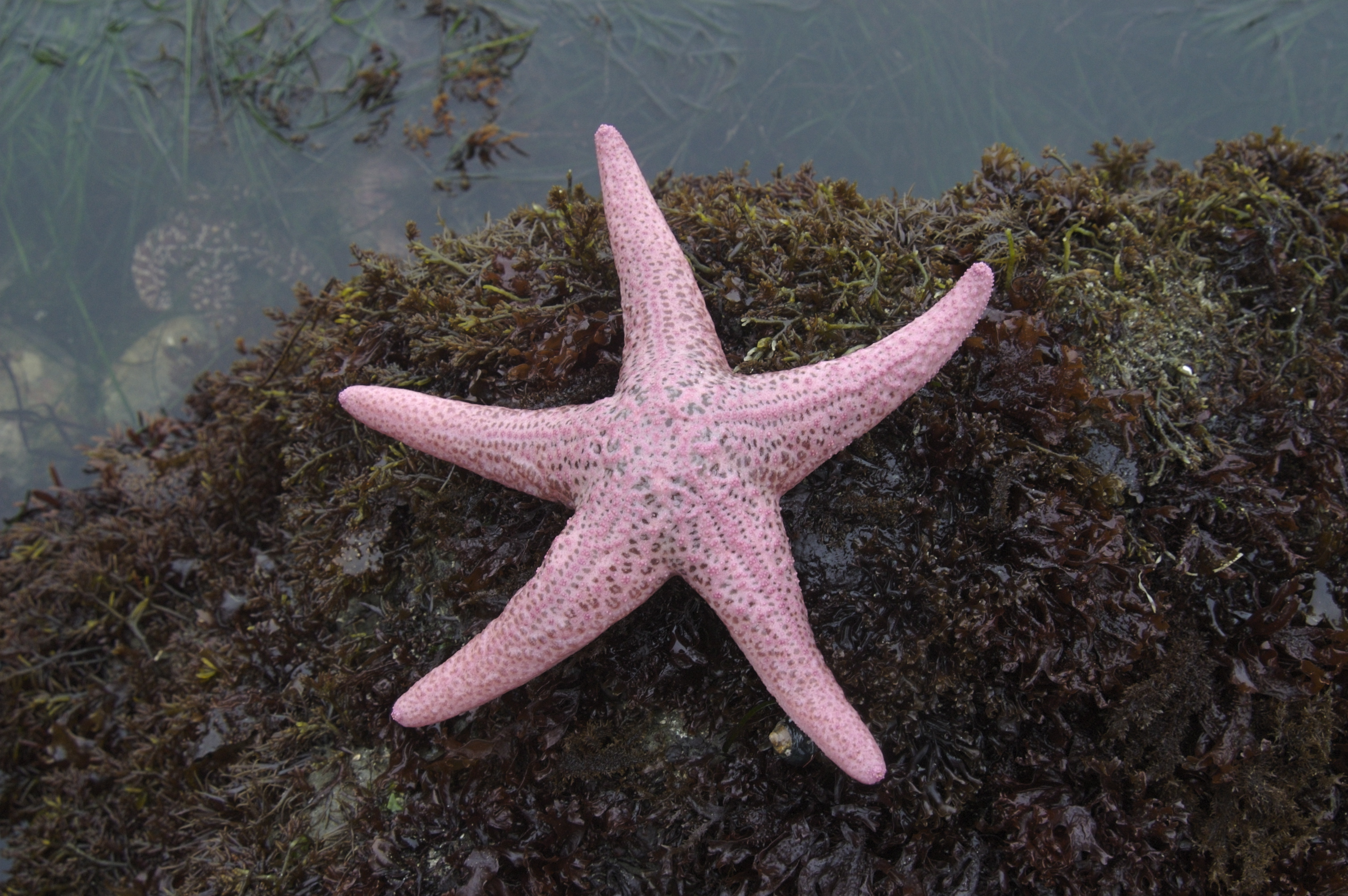 Pisaster brevispinus, Pink sea star
