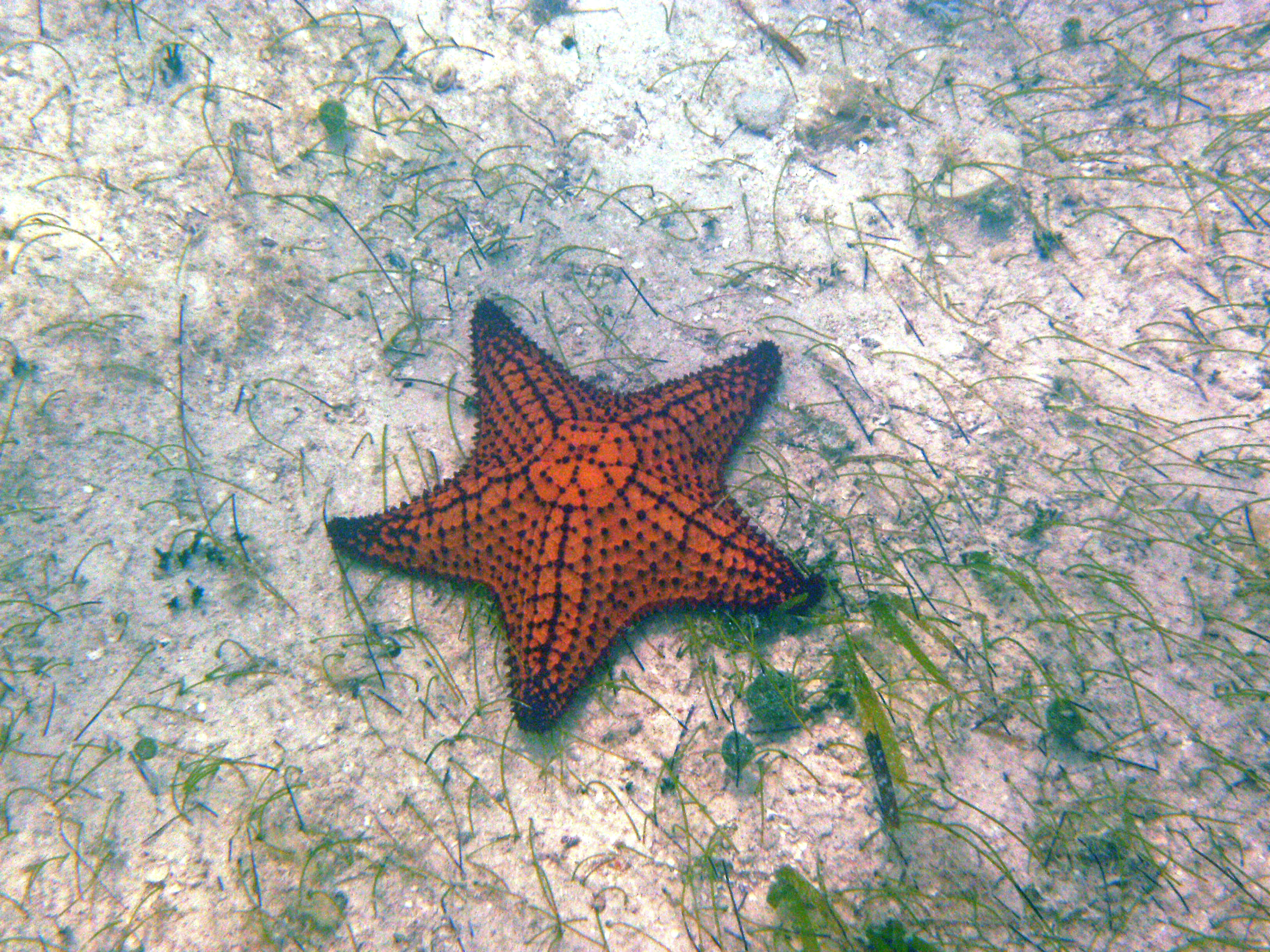 Reticulated Starfish