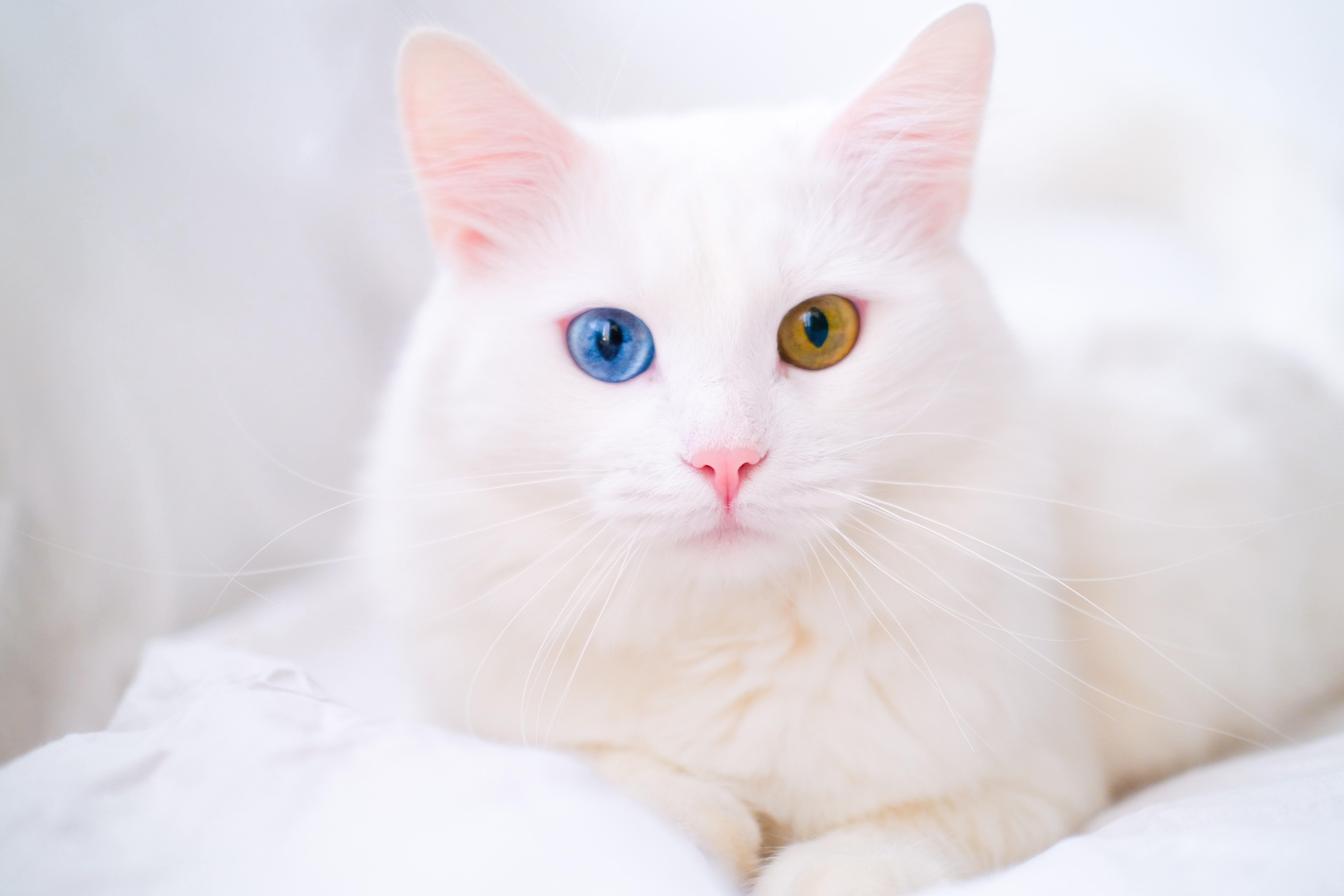 Unknown best sale cat breeds