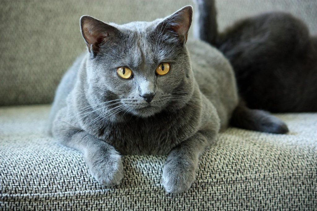 30 Rare Cat Breeds Around The World - Facts.net