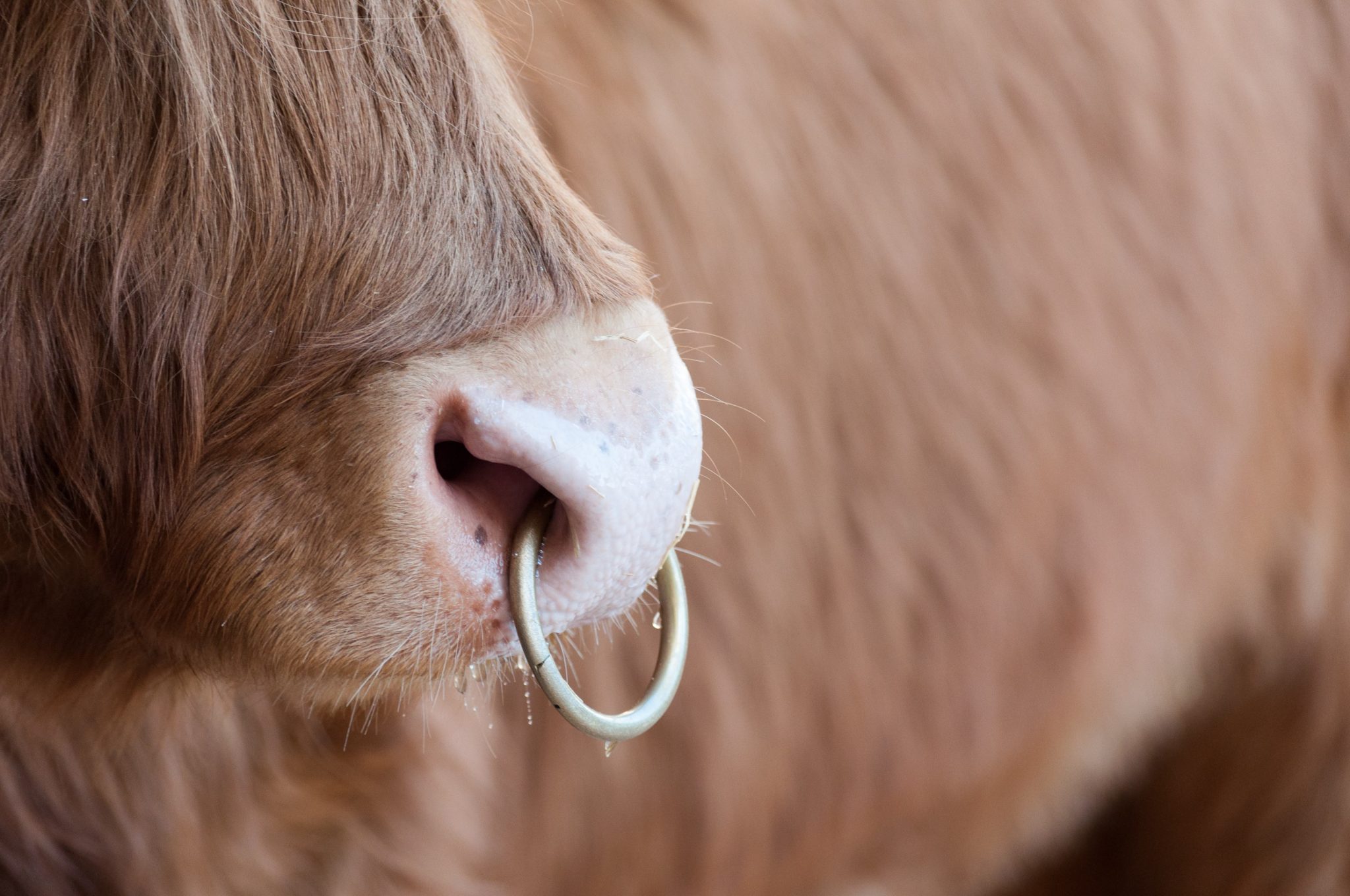 Why Do Bulls Have Nose Rings? - Facts.net