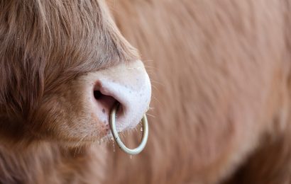 Why Do Bulls Have Nose Rings