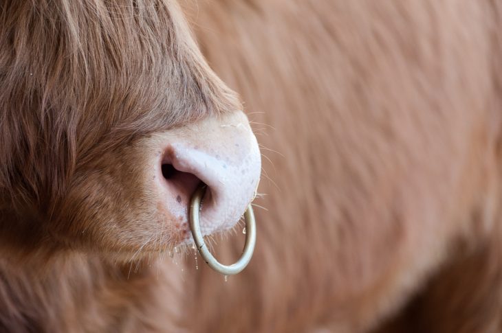 hairy bull head with nose ring