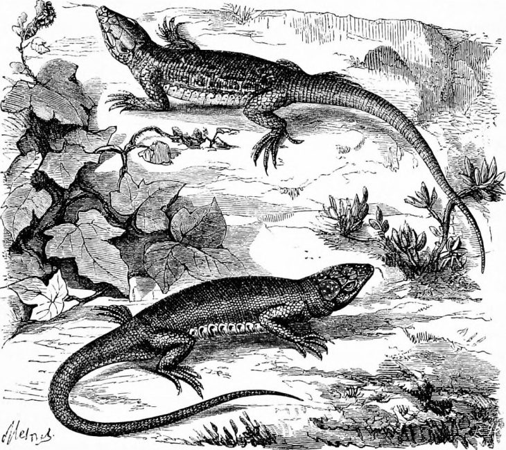 Amphibians VS Reptiles What's The Difference?