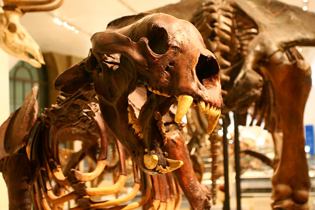 Types of Bears: Giant Short-faced Bear