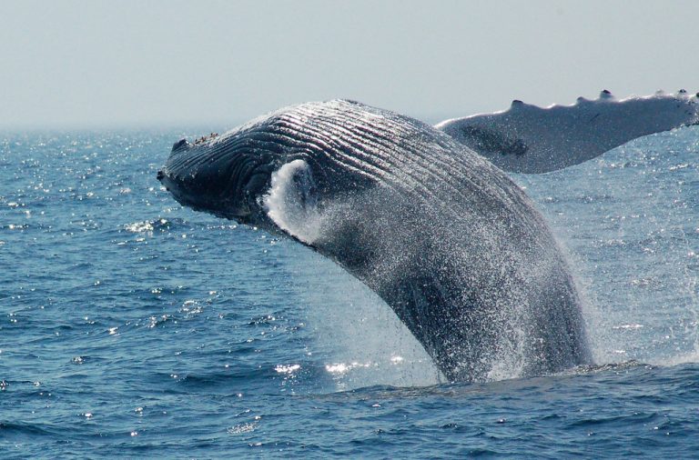 22 Types of Whales [With Photos] - Facts.net