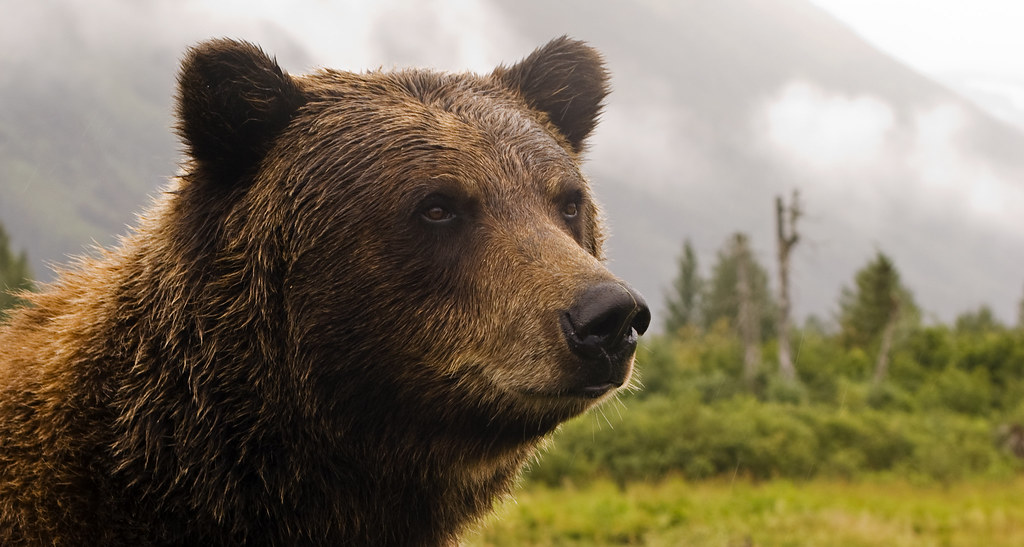 Types of Bears: Grizzly Bear