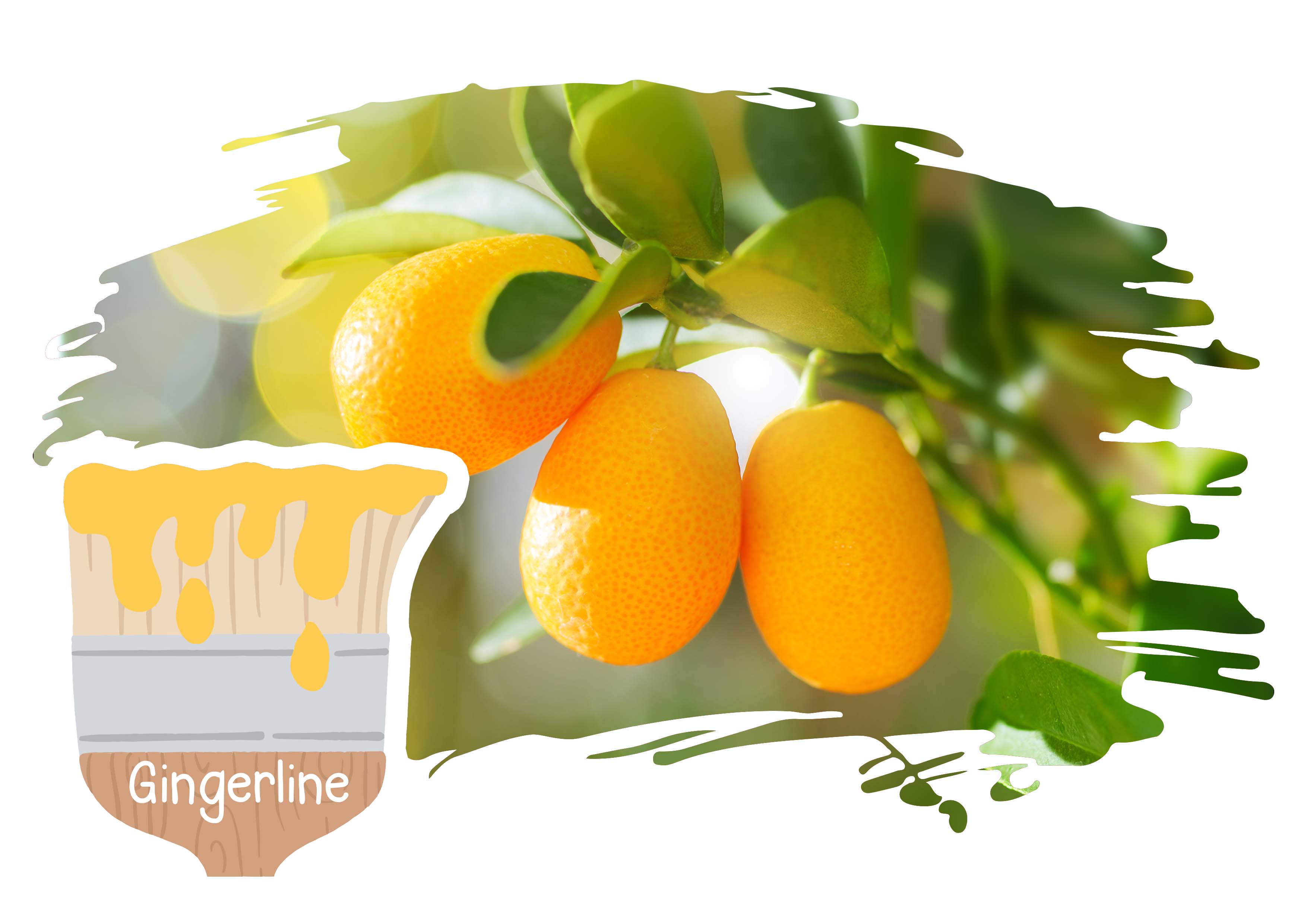 Gingerline, Kumquats