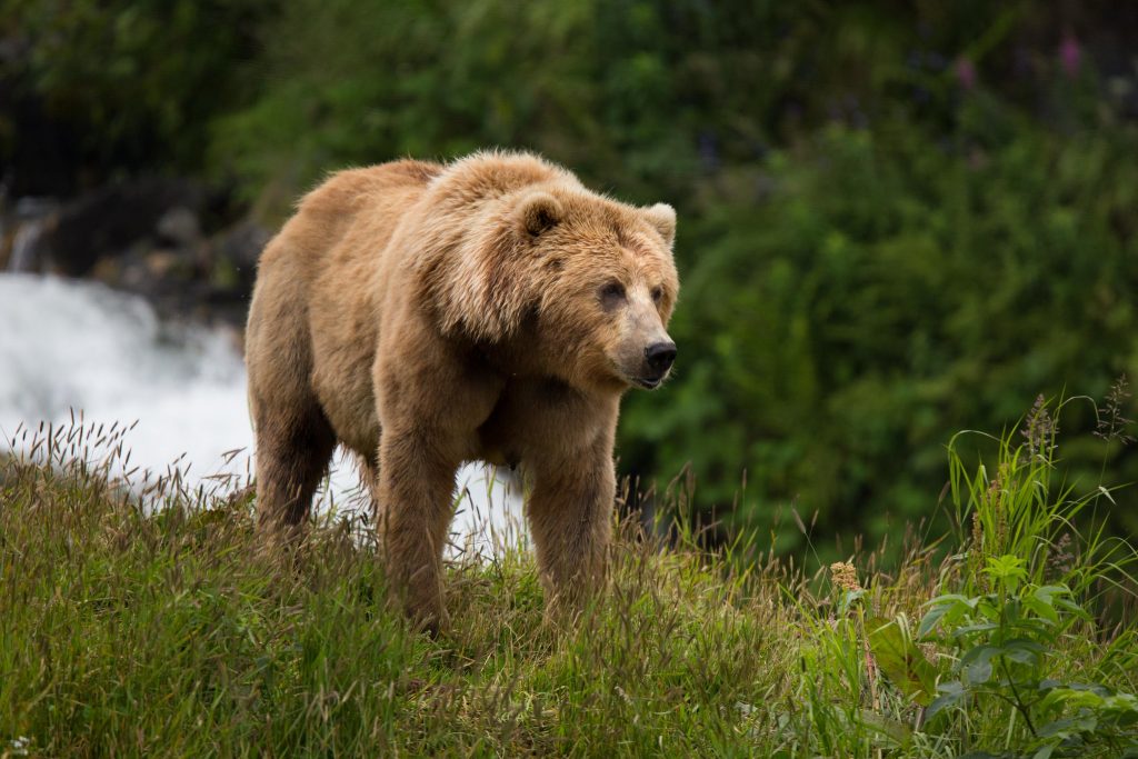 9 Types of Bears, Their Subspecies, and More - Facts.net