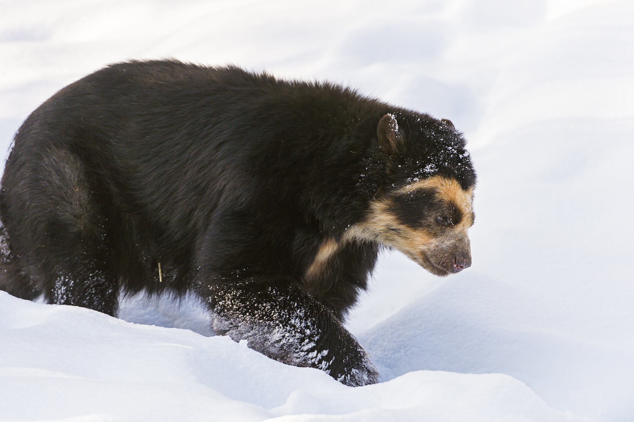 Spectacled Bear