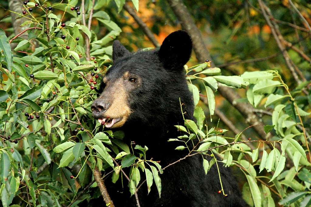 Types of Bears: American Black Bear