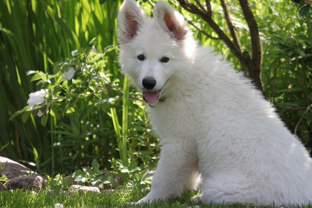 white german shepherd bolt