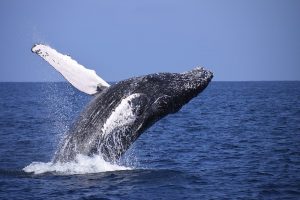 22 Types of Whales [With Photos] - Facts.net