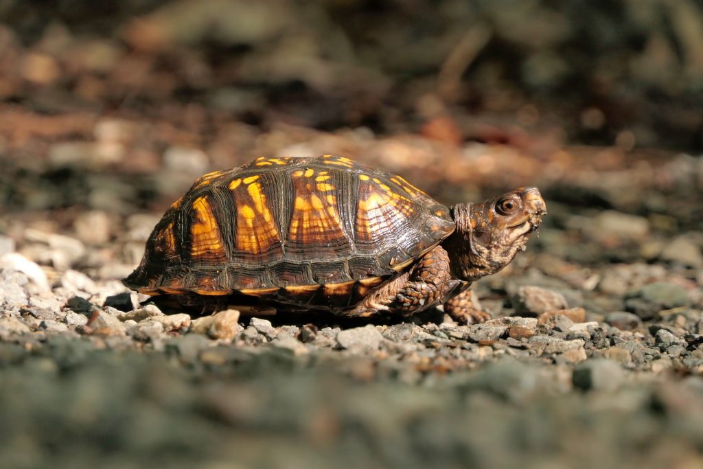 Are Turtles Reptiles or Amphibians? Here's the Answer - Facts.net