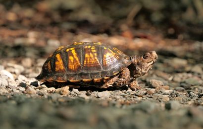 40 Turtle Facts You Have To Know Now - Facts.net